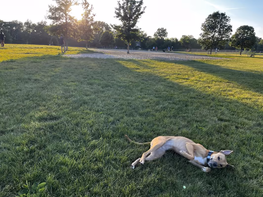 Thornberry Off-Leash Dog Park photo 1